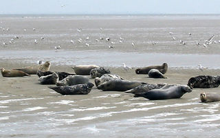 Náhled objektu Waddenchalet, Wieringen