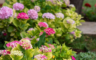 Náhled objektu gemütliche und moderne Wohnung, Fažana