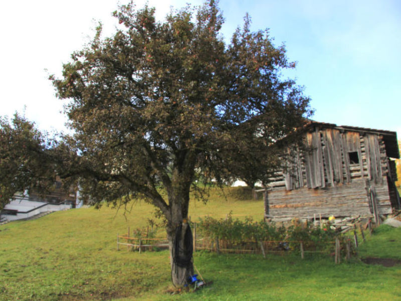 Ferienhaus Schwarz Affeier
