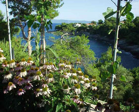 Vila Echinacea