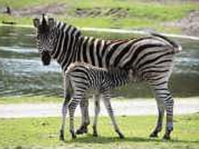 Serengeti-Park Hodenhagen