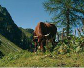 Ferienanlage Alpenland
