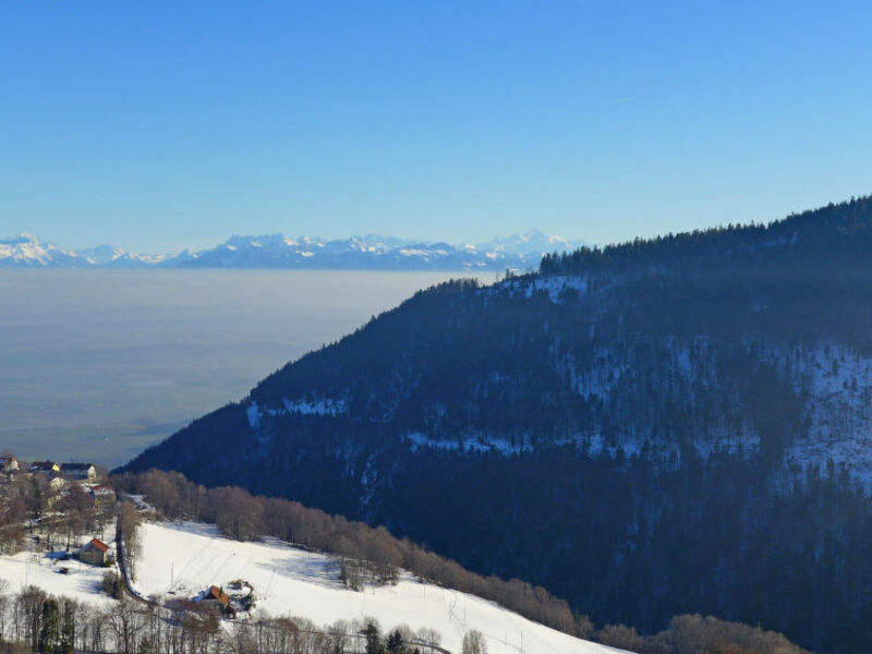 Centaure
