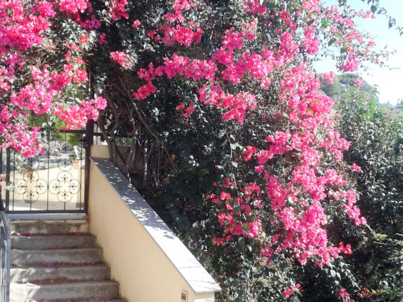 Bouganville