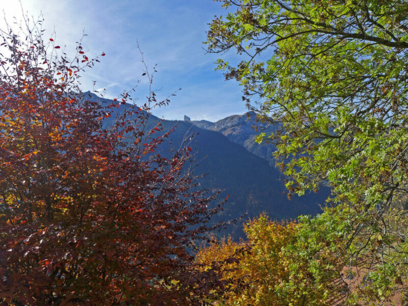 Drei Tannen