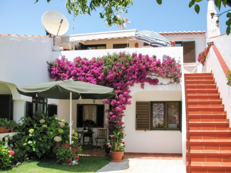Burganvilae
