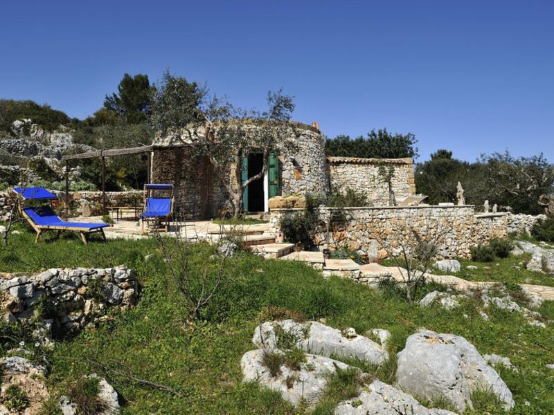 Pajara Del Capo