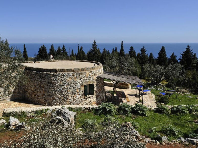 Pajara Del Capo