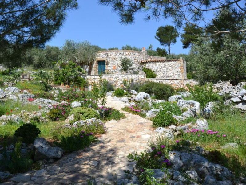 Pajara Del Capo