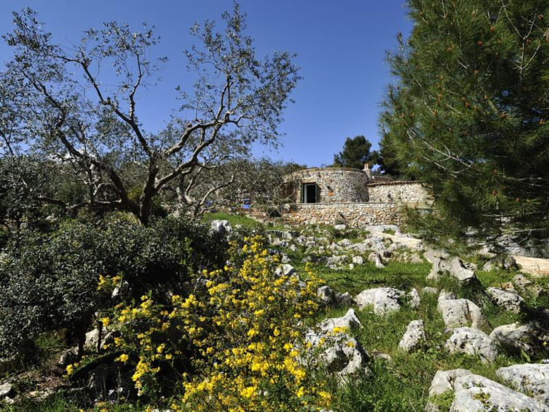 Pajara Del Capo