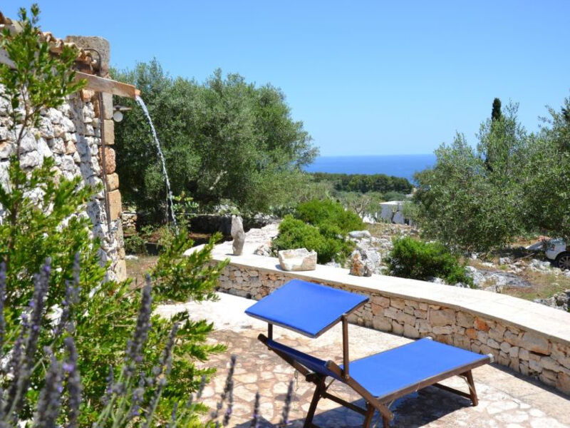 Pajara Del Capo