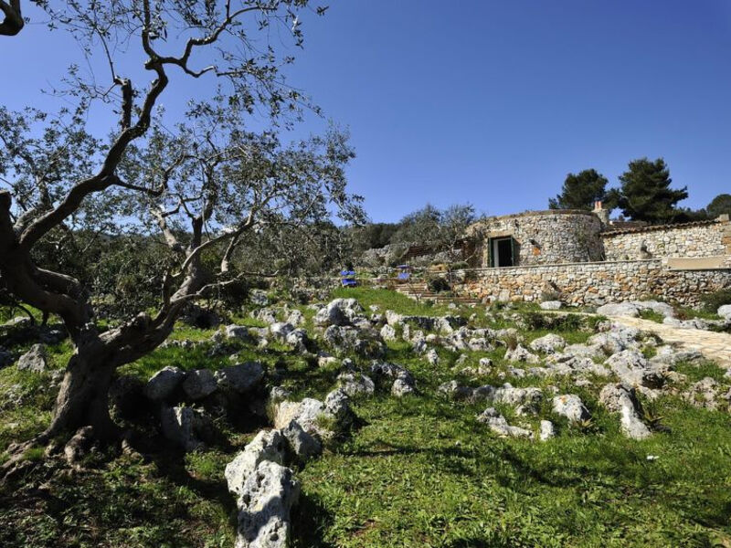 Pajara Del Capo