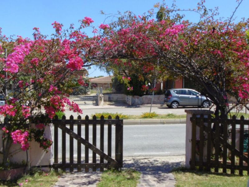 Bouganville