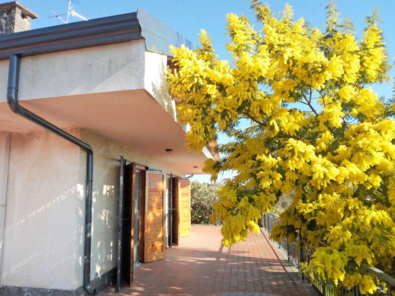 Mimosa