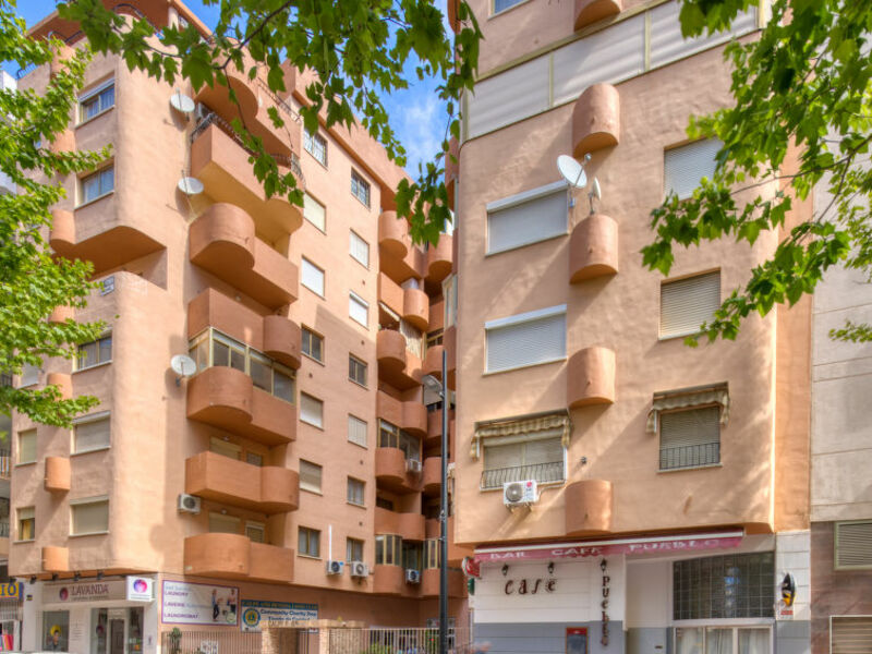 Palmera