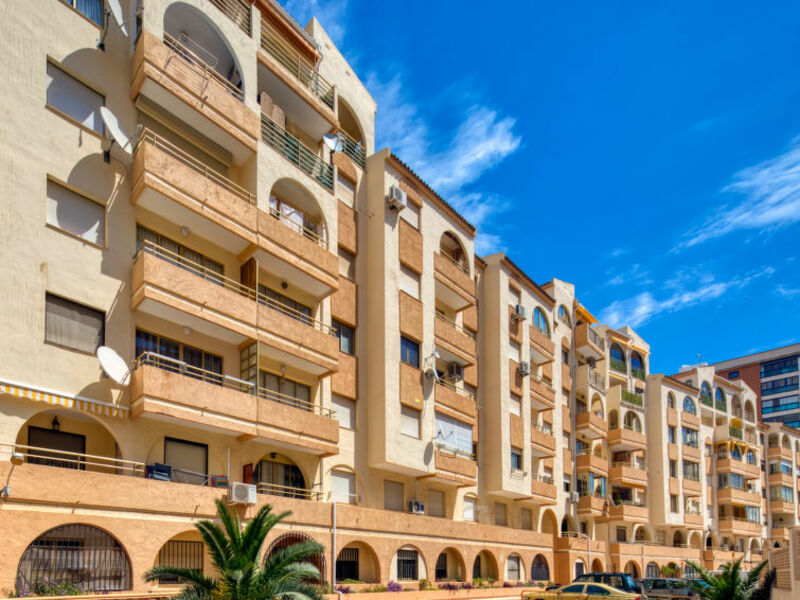 Palmera