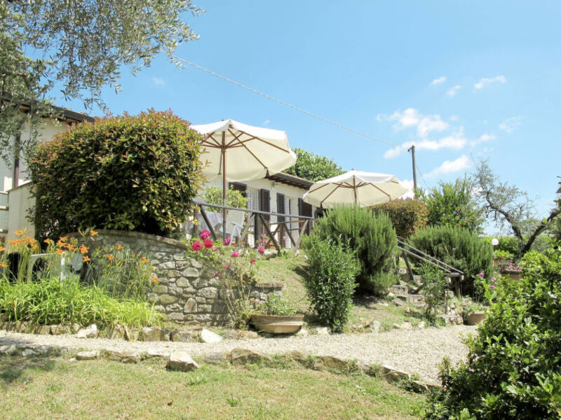 Picchio Della Tinaia