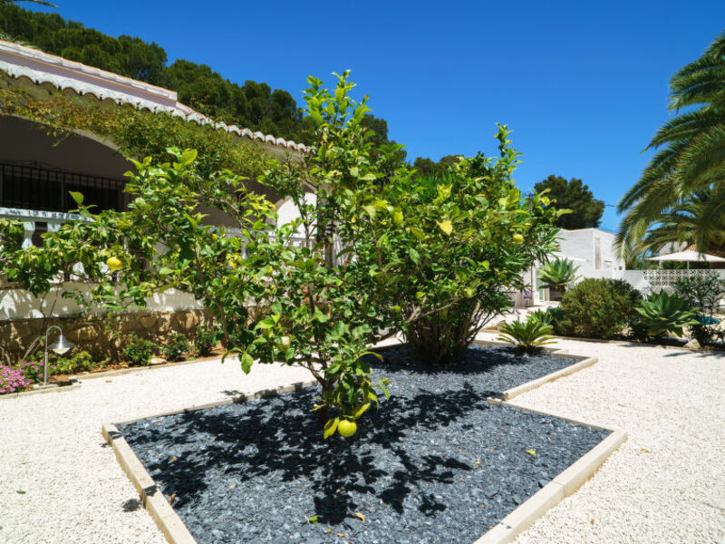 El Palmeral