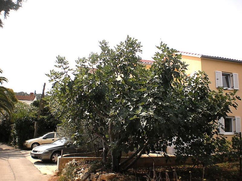 Daira