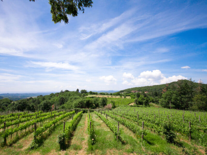 Azienda Agricola Montelucci