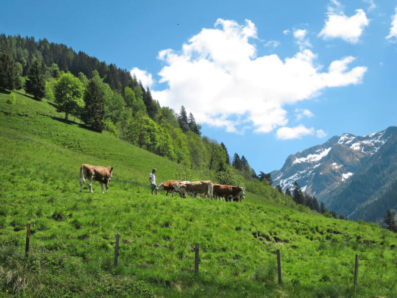 Almhütte Waltl