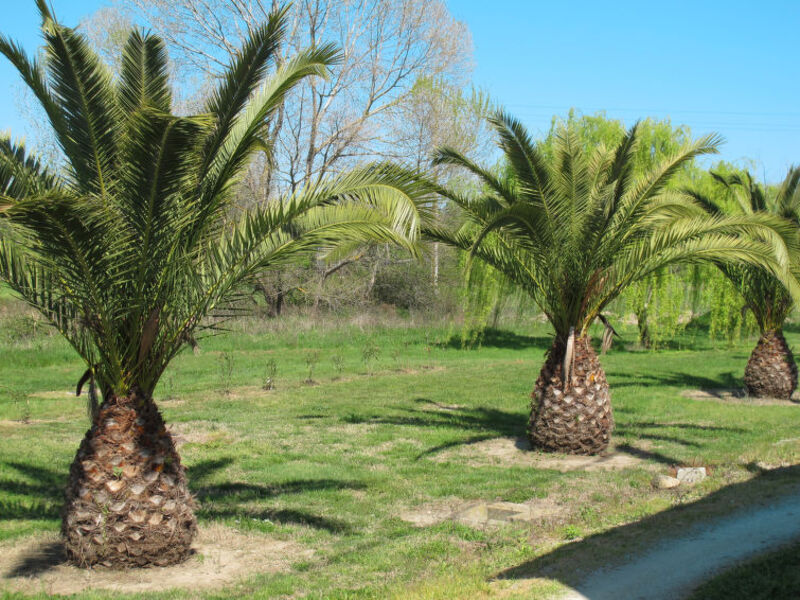 Dracena