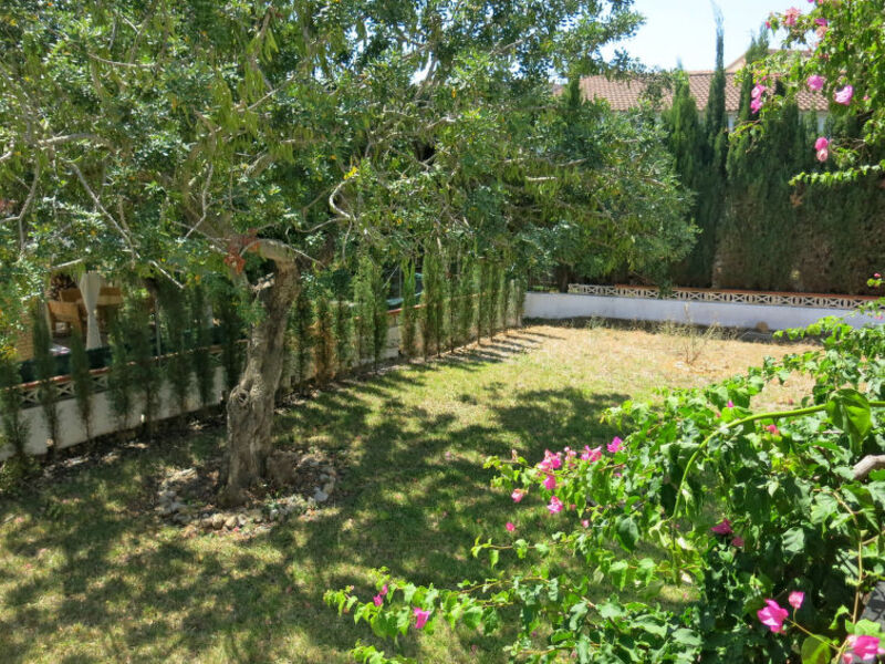 Bouganvilla