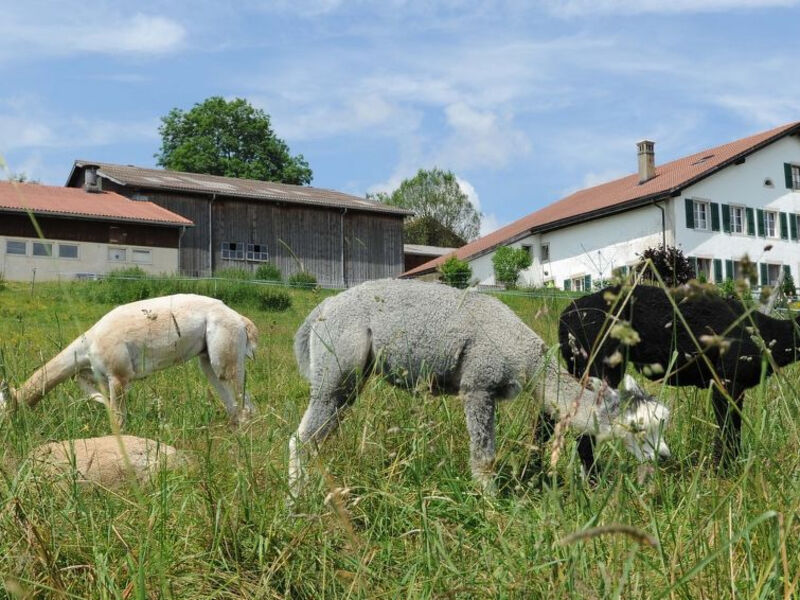 Appartements - Ferme O'Clés
