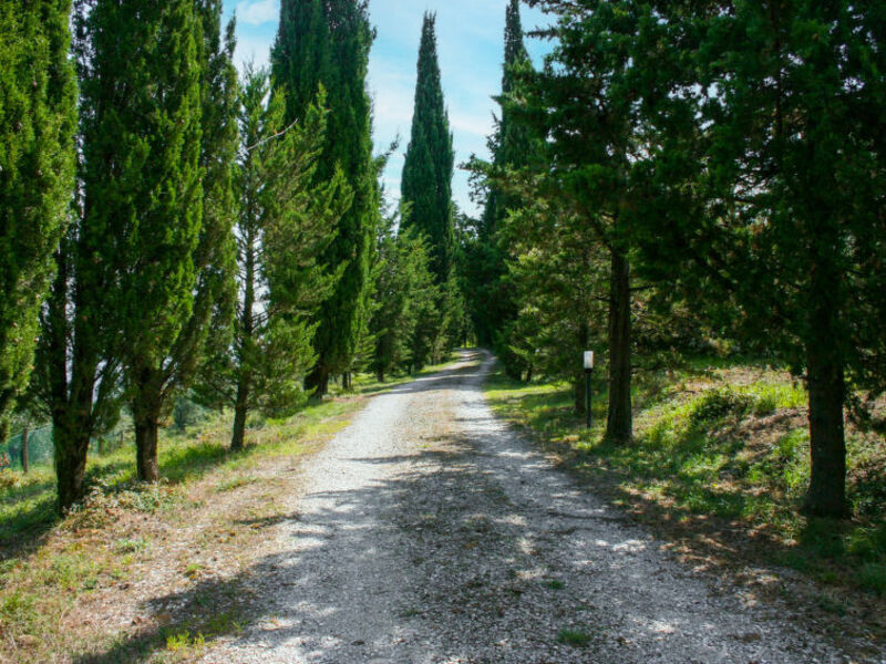A Spasso Tra Gli Ulivi