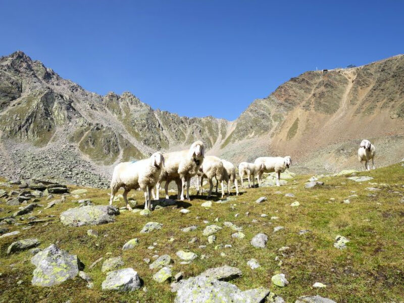 Appartement Wildmoos