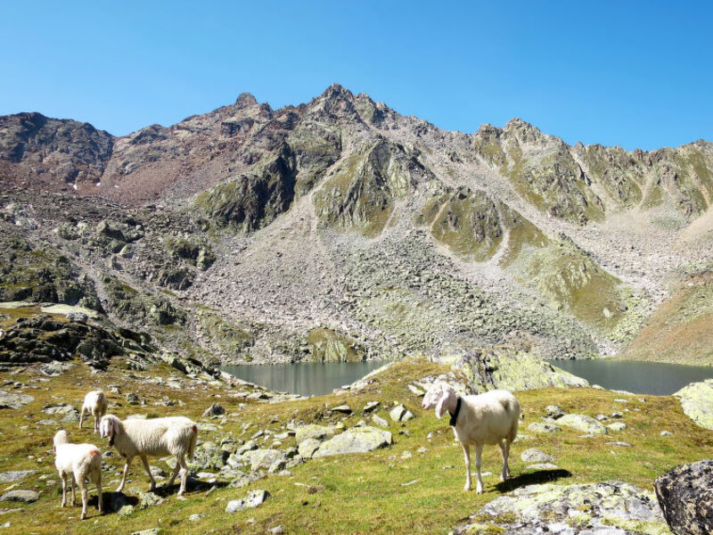 Appartement Wildmoos