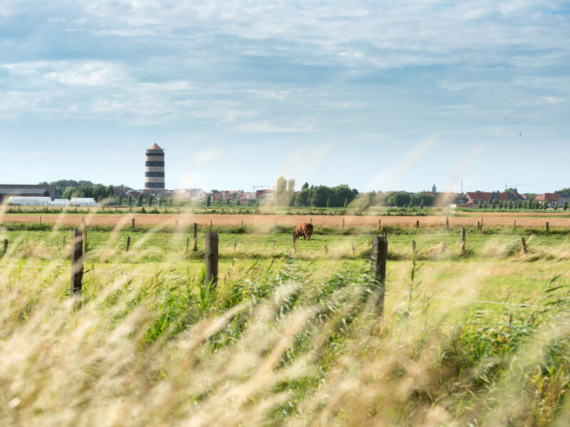 Meiboom