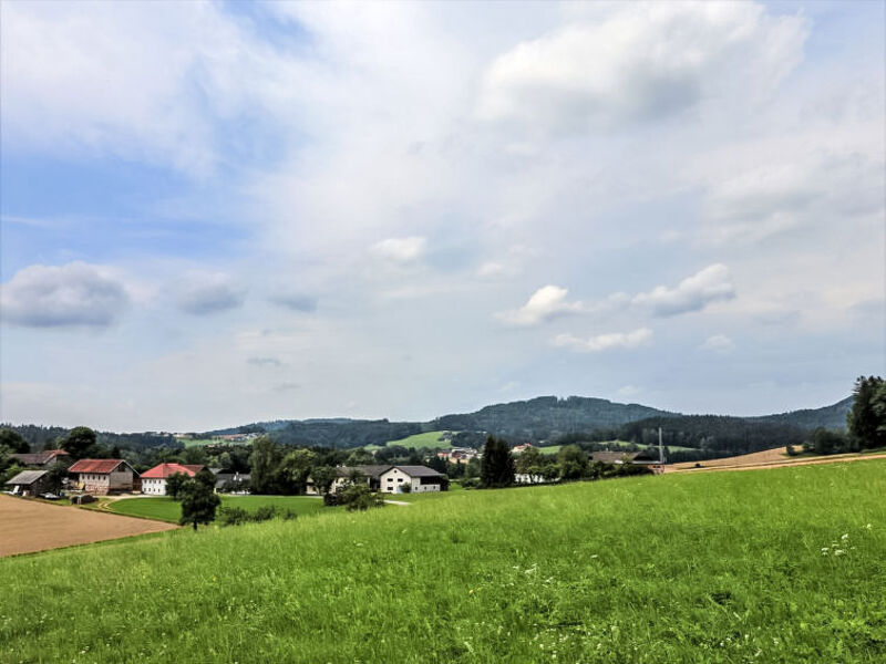 Menardi