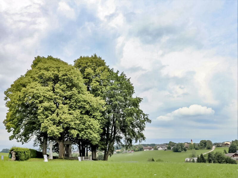 Menardi
