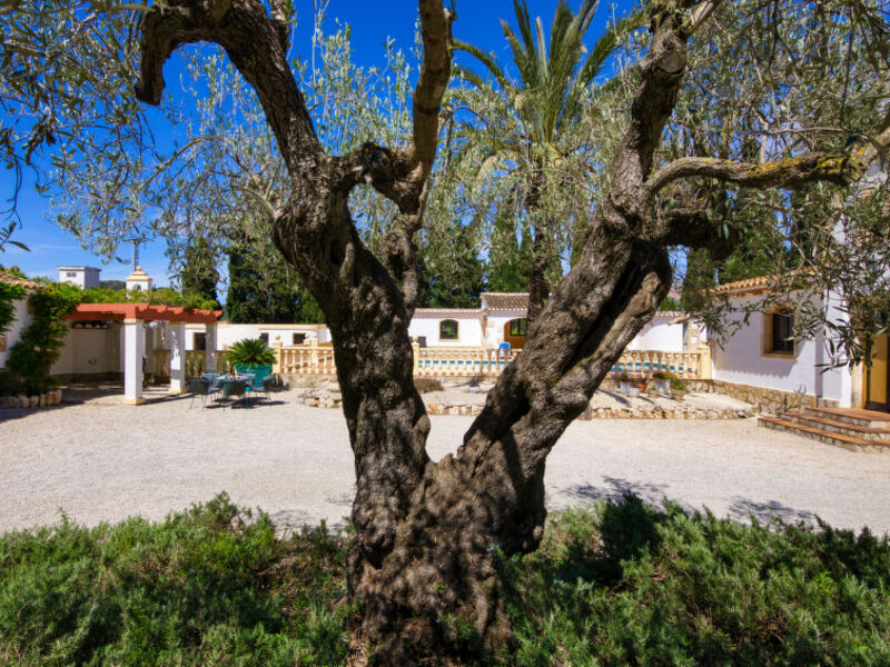 Palomas