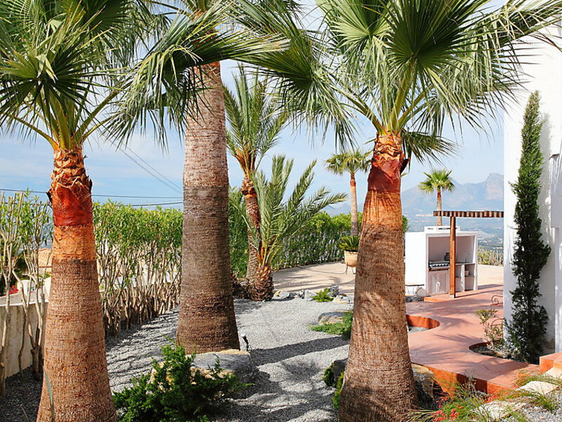 Palm Spring
