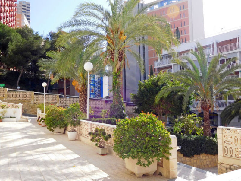 Halcón