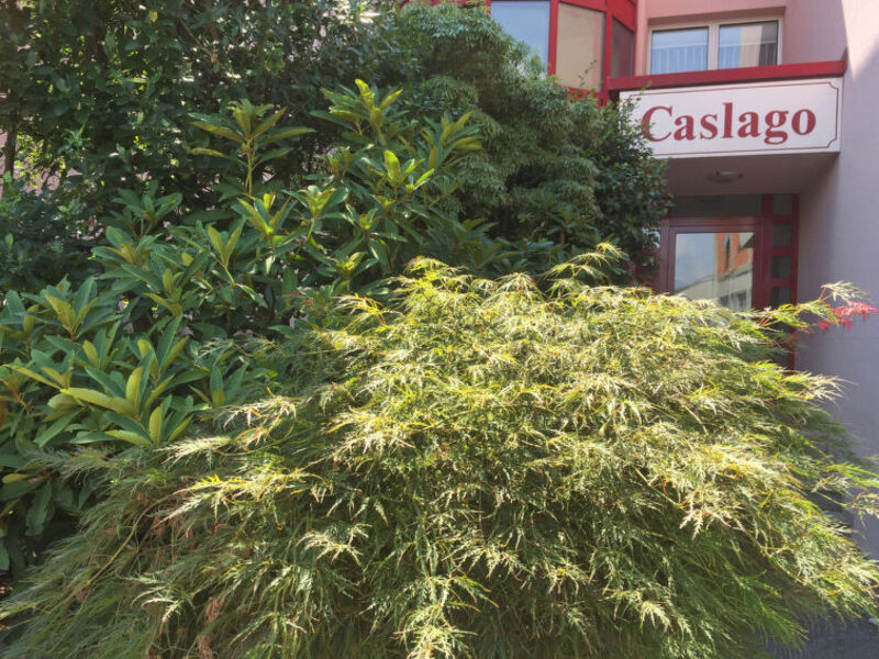 Caslago