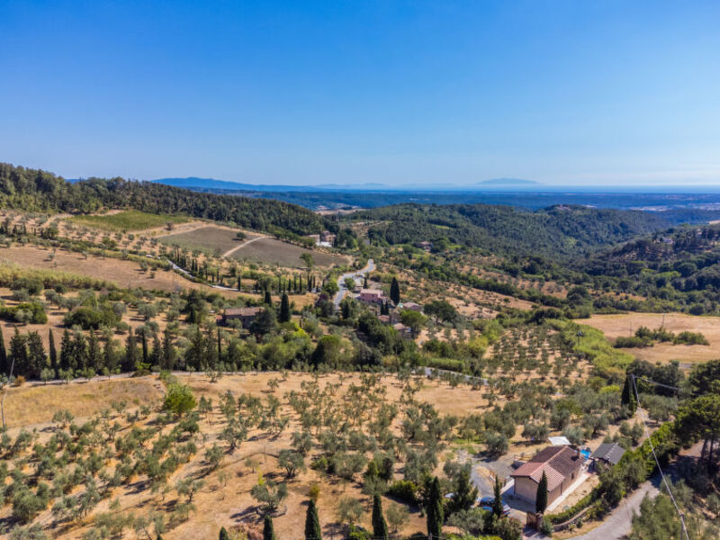 Oliveta