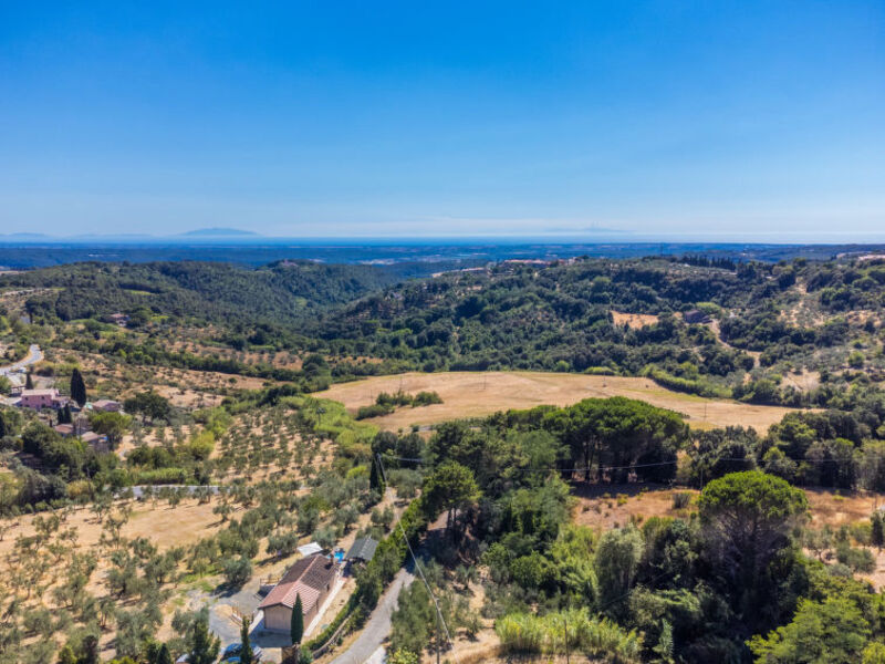 Oliveta