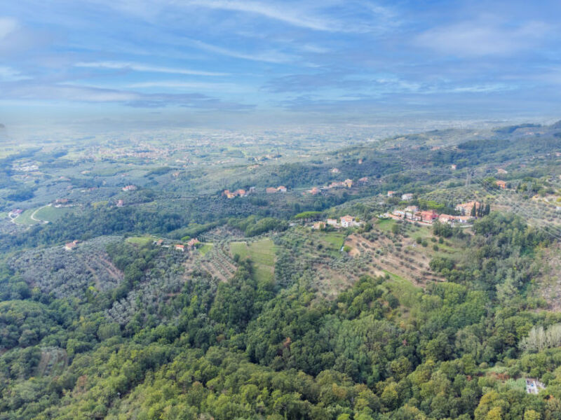 Agrifoglio