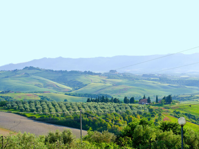 Olivo