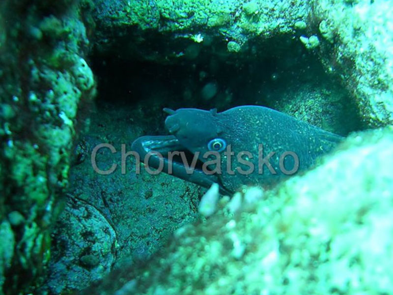 Apartmány Diver