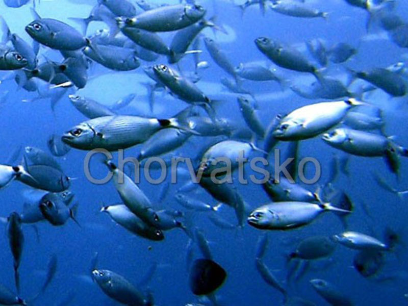 Apartmány Diver
