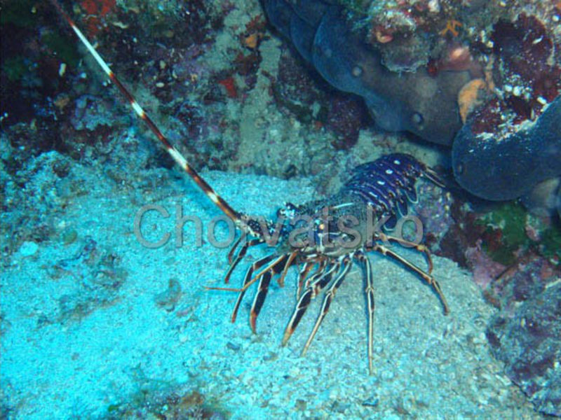 Apartmány Diver