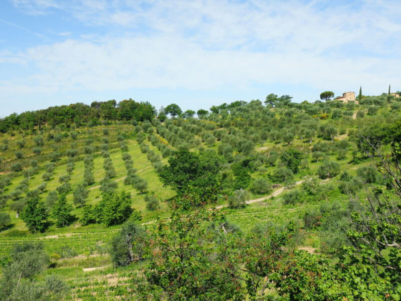 Poggio Velluto