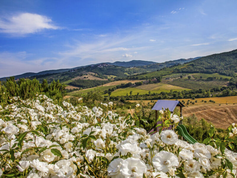 Allerona