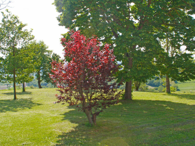 Montebello