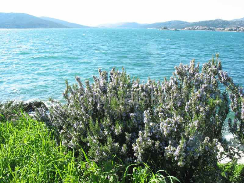 Vila Punta