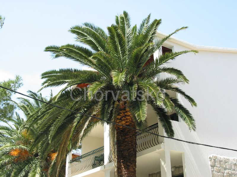 Apartmány Palmina